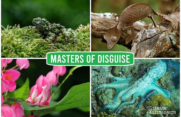 The 25 Best Camouflage in Animals (With Photos)