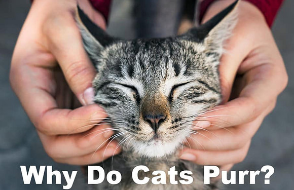 Why Do Cats Purr? 5 Scientific Reasons