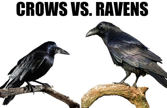 Crows vs. Ravens: What’s the Difference?