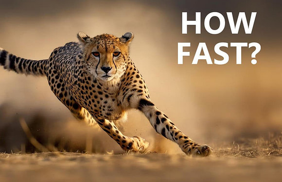 How Fast is a Cheetah?