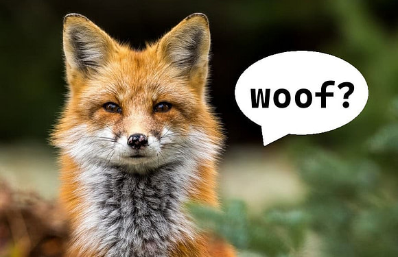 What Does a Fox Sound Like?