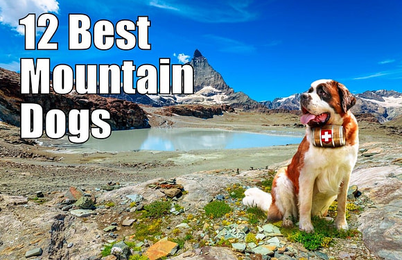 12 Best Mountain Dog Breeds (With Photos)