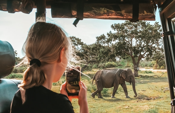 50 Safari Animals to See in Africa (With Photos)