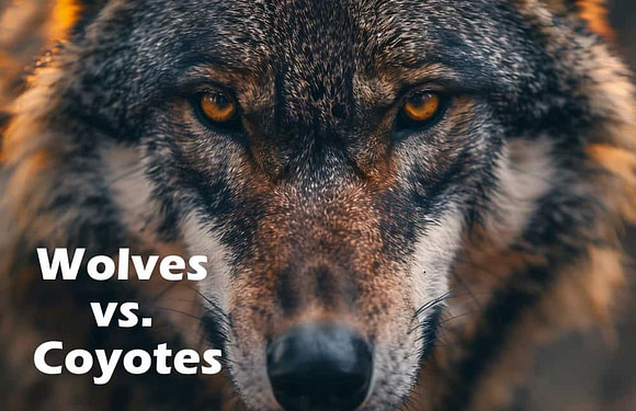 Wolves vs. Coyotes: What’s the Difference?