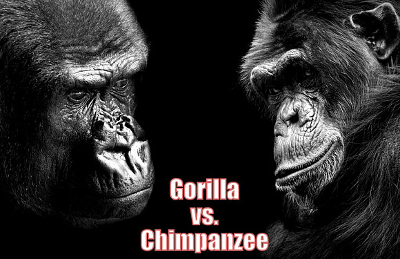 Gorilla vs Chimpanzee: What’s the Difference & Who Wins?