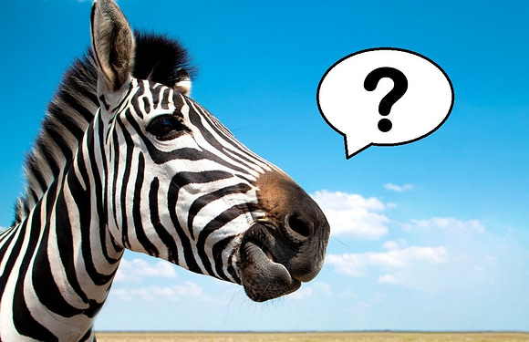 What Sound Does a Zebra Make?