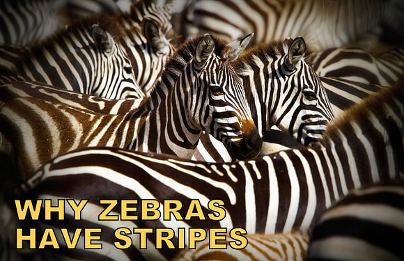 Why Do Zebras Have Stripes? (We Finally Know)