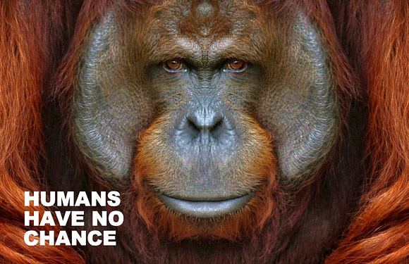 How Strong Is an Orangutan?