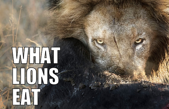 What Do Lions Eat? (Prey Animals in the Wild)