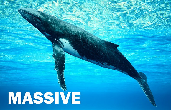 How Big is a Blue Whale?