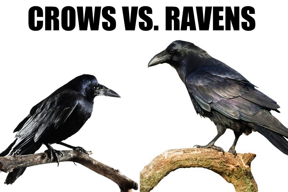 Crows vs. Ravens: What's the Difference? | Ultimate Kilimanjaro