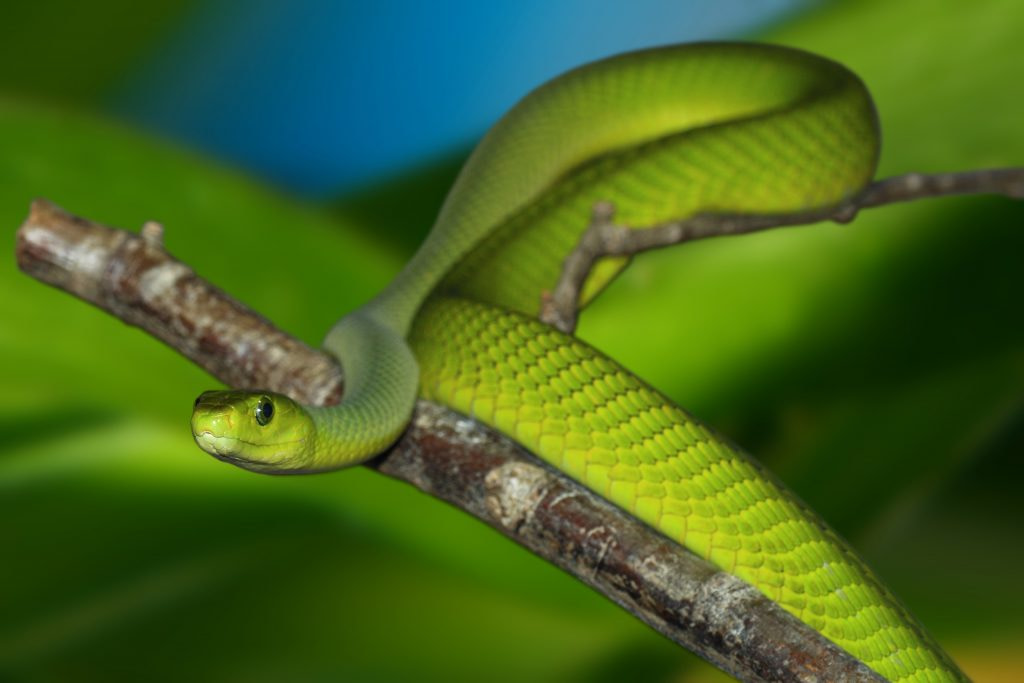 Green Mamba