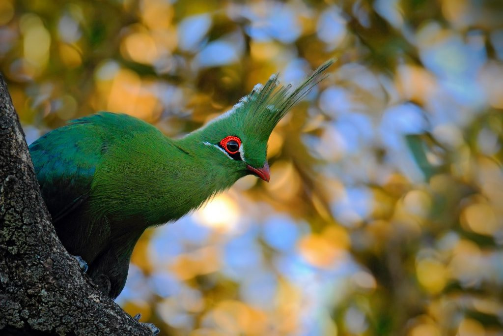 Schalow's Turaco