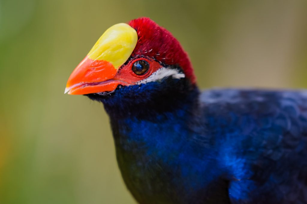 Violet Turaco