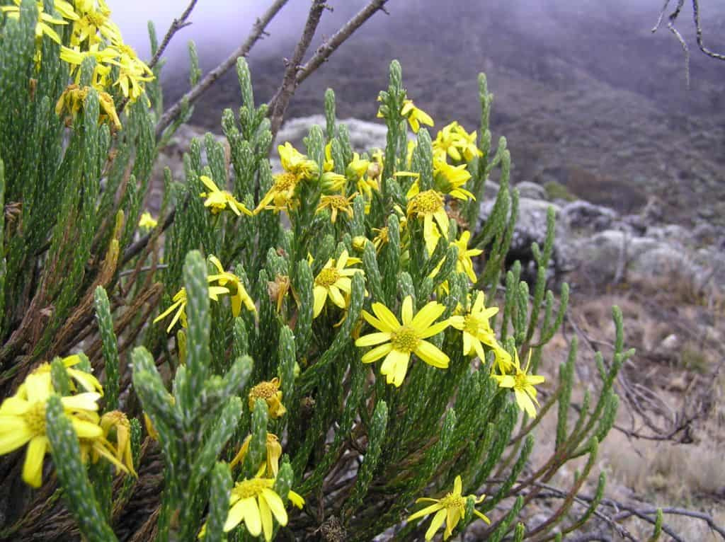 Kilimanjaro Plant Life (9)