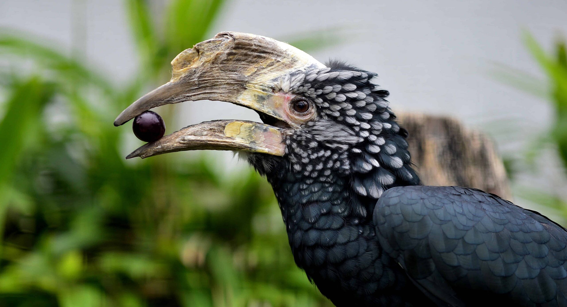 Silvery-Cheeked Hornbill