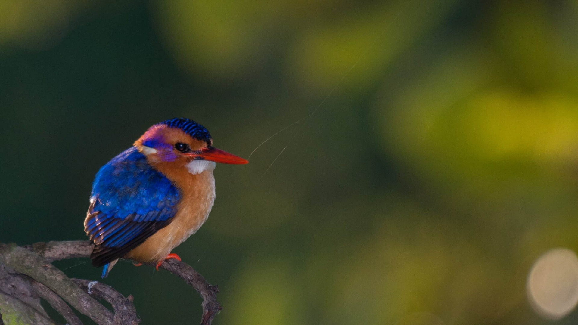 Pygmy Kingfisher