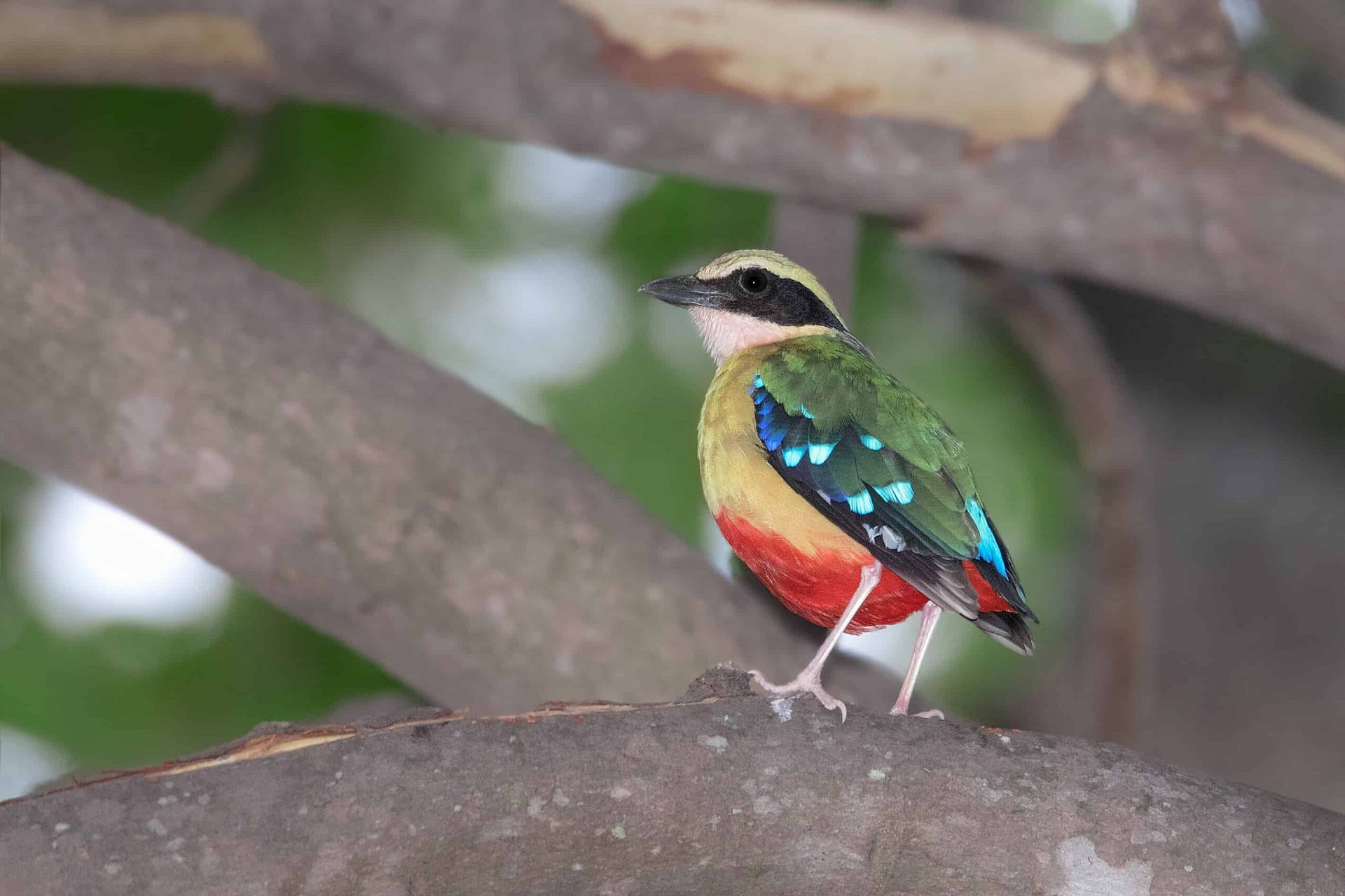 African Pitta