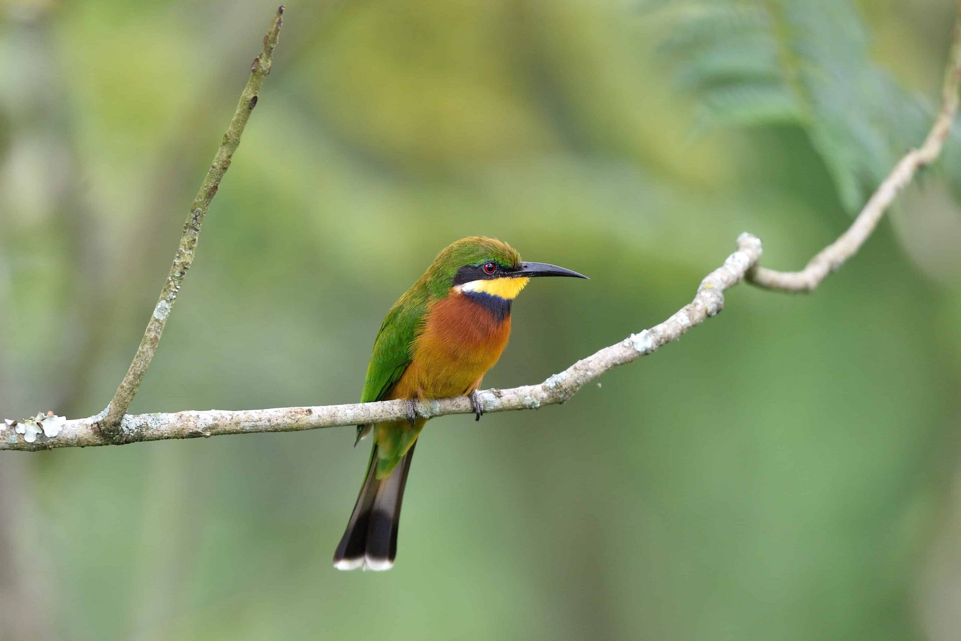 Cinnamon-Chested Bee-Eater