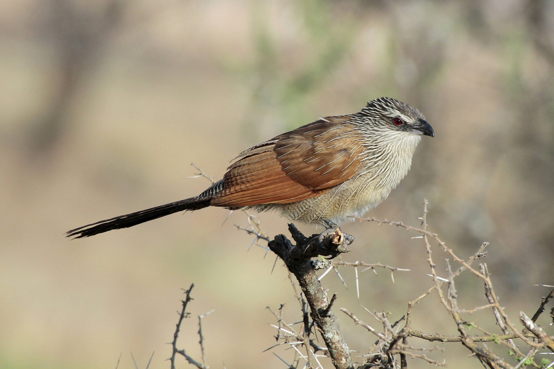 White Brown Coucal