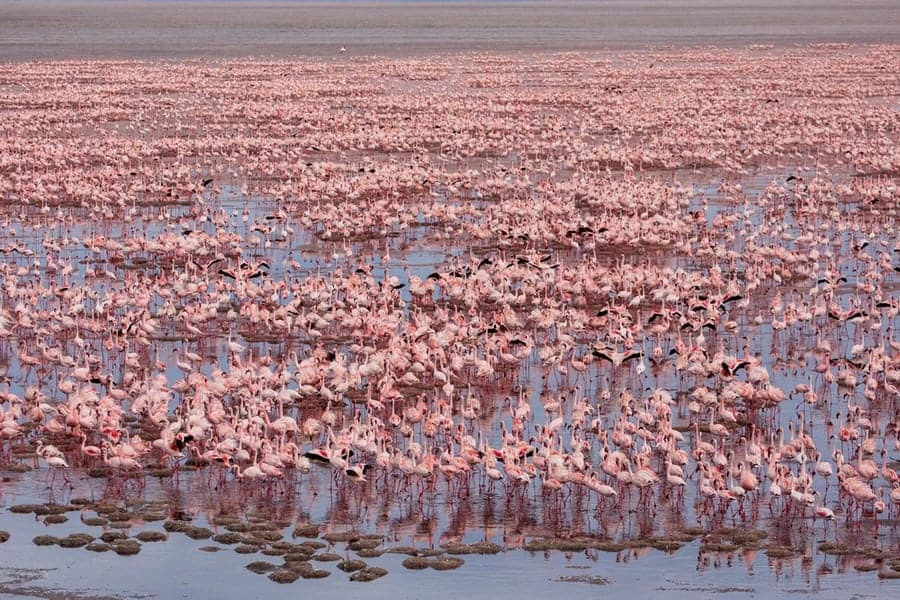 Lake Natron - the Deadly Lake That Turns Animals into Stone | Ultimate  Kilimanjaro