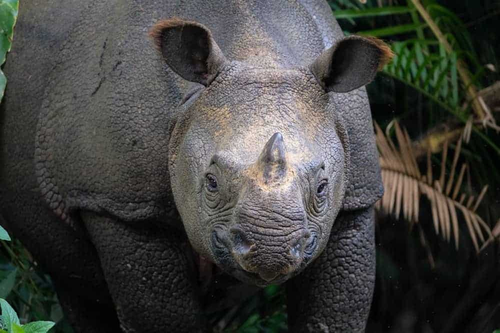 Top 10 Most Rare Animals In The World