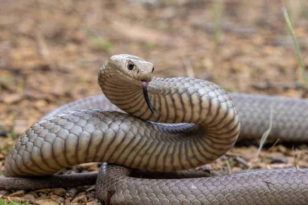 The World's 12 Most Venomous Snakes (Deadly) | Ultimate Kilimanjaro