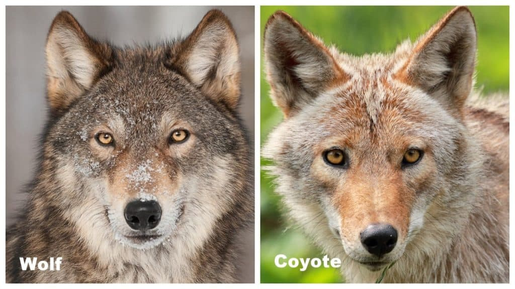 Diferencia Entre Lobo Y Coyote Diferencias Entre Lobos Zorros Y Diferencia Entre Lobo Y Coyote Diferencias Entre Lobos Zorros Y
