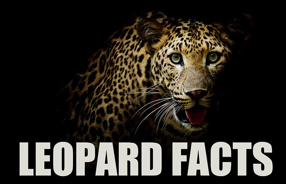 10 Interesting Facts About Leopards