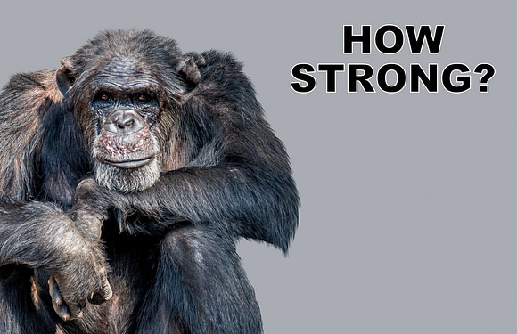 How Strong Is a Chimpanzee?