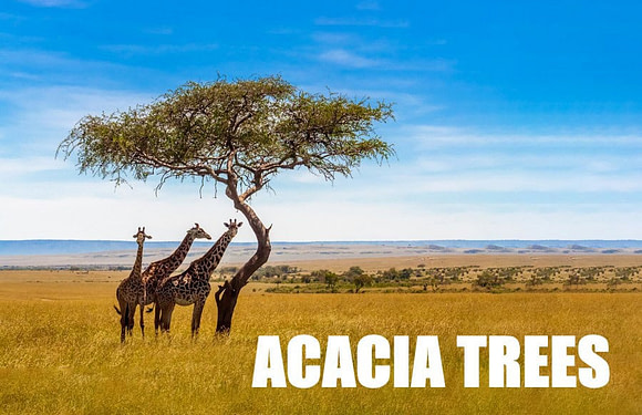 Acacia Trees: Where Do They Grow?