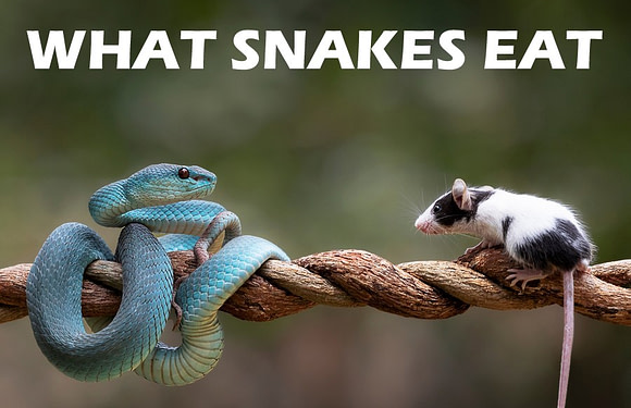 What Do Snakes Eat? (In the Wild & As Pets)