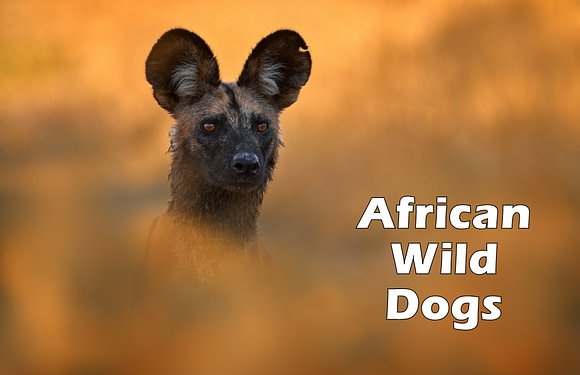 10 Fun Facts About African Wild Dogs
