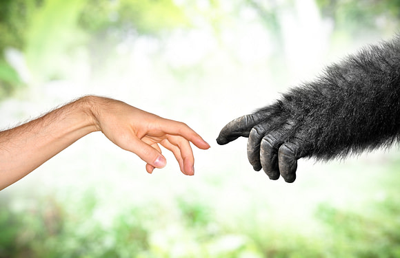 Are Humans Primates?