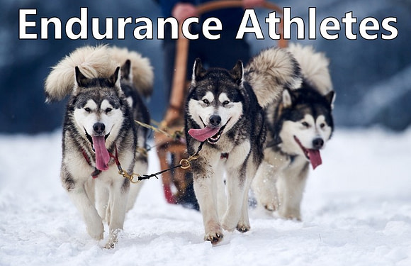 The Top 10 Animals With the Highest Endurance (Including Humans)